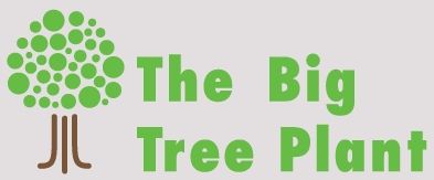 The Big Tree Plant